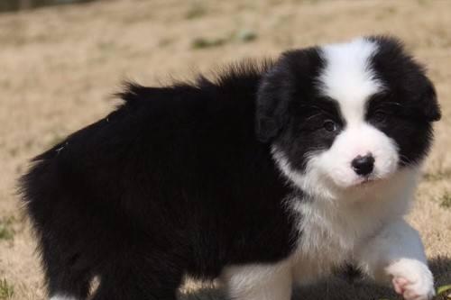 边境牧羊犬能干什么?智商高不一定就能干