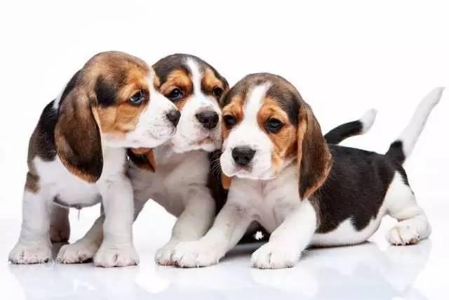 比格犬的训练?好方法都不是一蹴而就