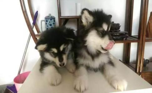 阿拉斯加幼犬晚上叫,大多数是没有安全感