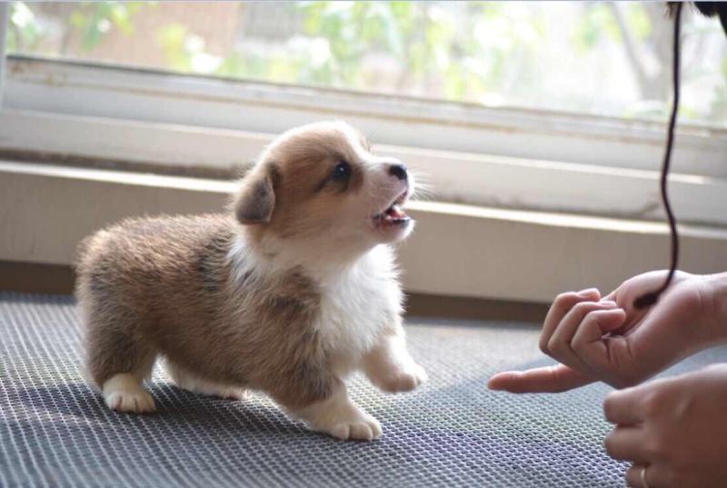 边境牧羊犬多少天断奶？可以对照这样的情况来