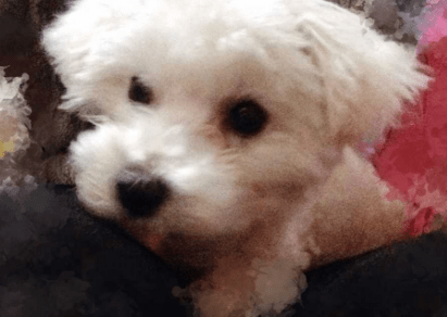 比熊犬泪痕怎么去掉?用纸擦可以么