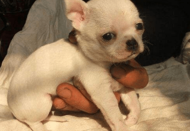 吉娃娃怎么训练大小便,按照方法一步步来