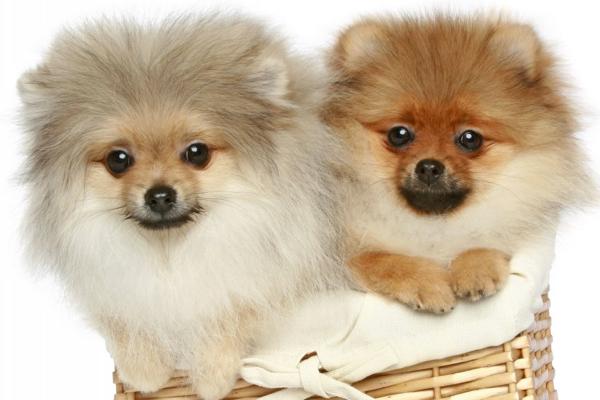 博美猴子期要持续多久?一般情况下就这几天