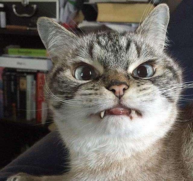 小猫为什么喜欢咬人?可能跟成长的环境有关