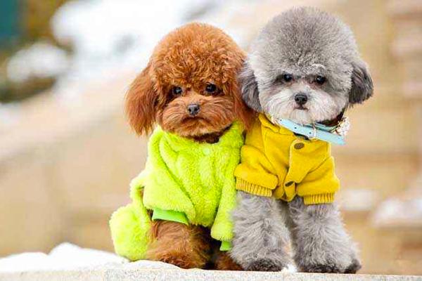 贵宾犬可以和人同睡吗？要注意这几个方面