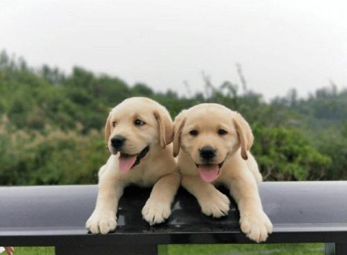 拉布拉多聪明吗?看看犬中智多星