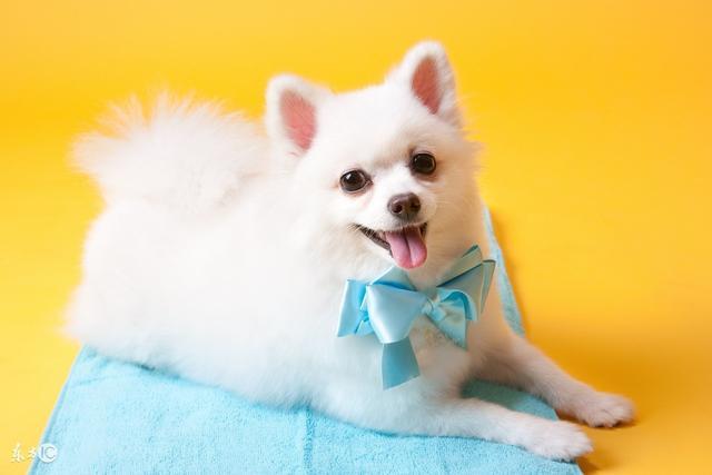 狗狗吃狗粮有点上火怎么办?这些地方的原因也找找