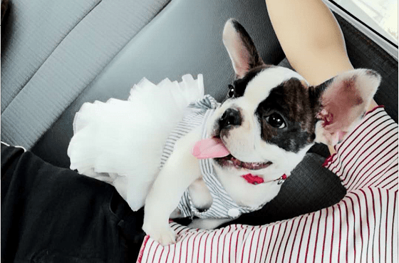 法国斗牛犬能活多久，陪伴多久还得靠你。