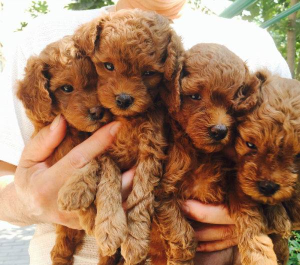 一只泰迪犬多少钱,做好功课不被带偏