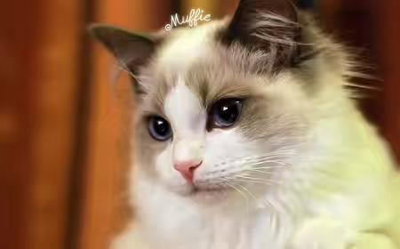猫智商相当于人几岁?不会有想的那么聪明