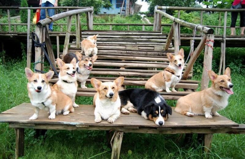 柯基犬聪明吗?在同类中排名一般