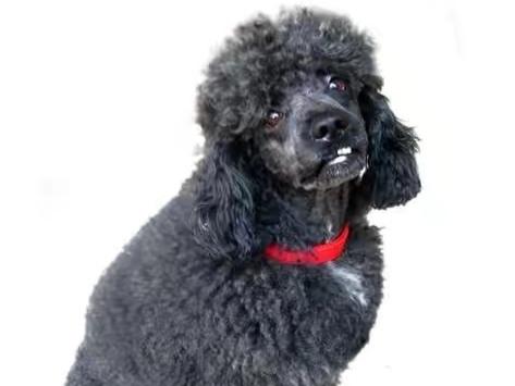 贵宾犬腿抽筋怎么办?有这么几个方面的原因