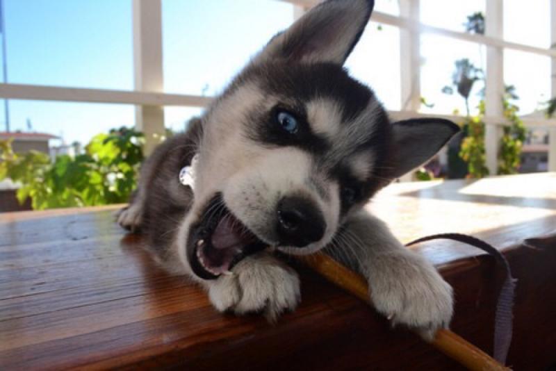 阿拉斯加晚上一直狼叫,从这些地方来找到原因