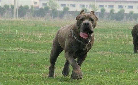 卡斯罗犬和比特犬区别？从身体性格上来对比