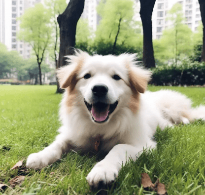 狗出门一小时不拉屎怎么办