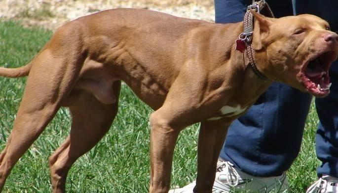 比特犬如何训练？想要不惹事生非就要严格训练