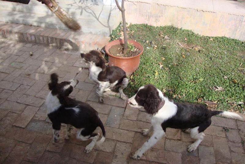 史宾格犬的优点和缺点，养之前最好还是全面了解下