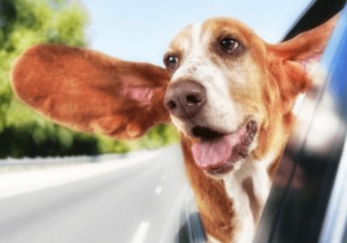 狗狗真菌会传染人吗？真菌其实无处不在