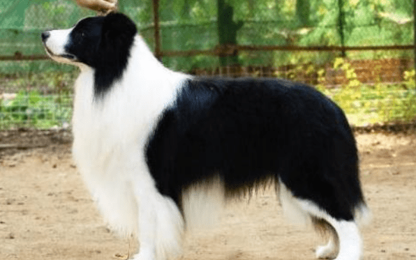 边境牧羊犬一直叫是为什么?可能是遇到问题了