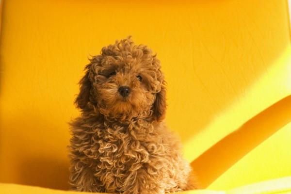 贵宾犬睡觉发抖是怎么回事？有以下几点原因