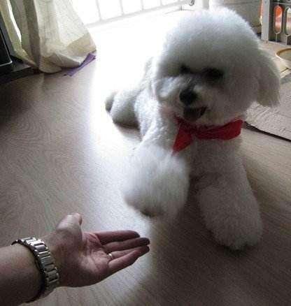 比熊狗怎么训练,先做好这几点准备