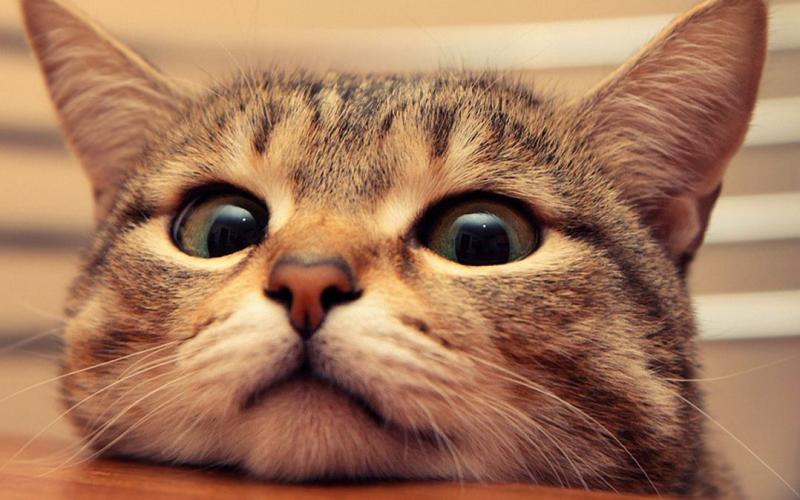 猫喜欢什么颜色?实际上猫并不依赖于视力