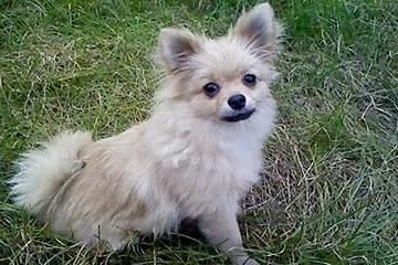 博美掉毛是不是皮肤病,根据情况来判断