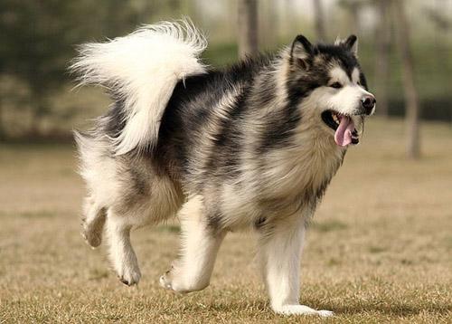 阿拉斯加犬怎么喂养,需根据犬龄喂养