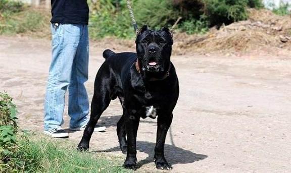 卡斯罗和杜高那个厉害，那就从这几个方面来对比