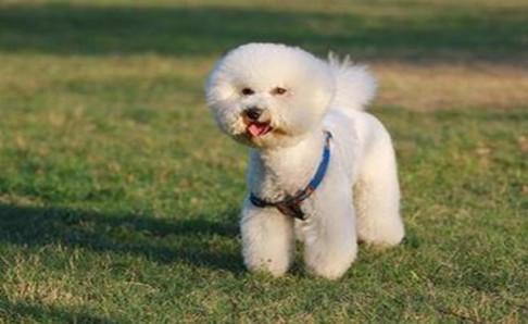 比熊犬如何喂养?看看老手如何说