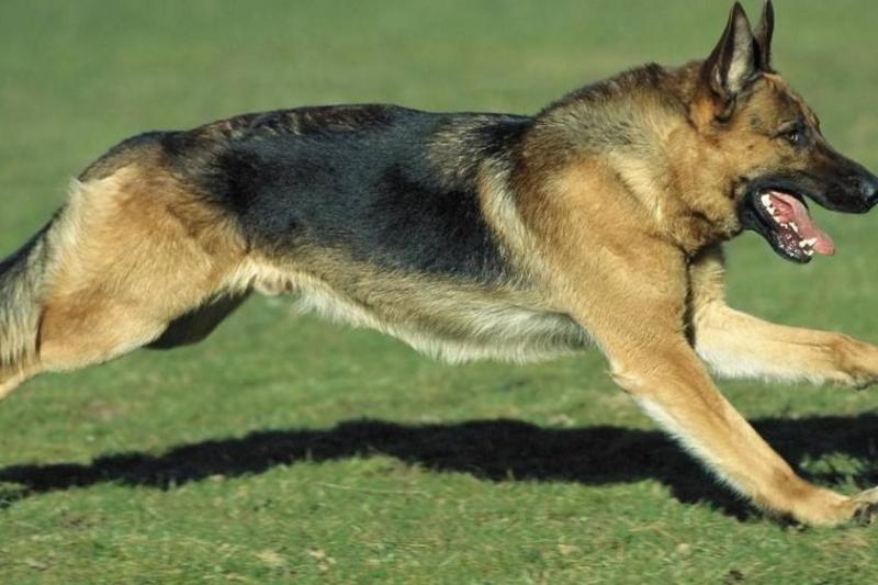 怎么训练德牧的服从性?认真严厉的态度才是真爱