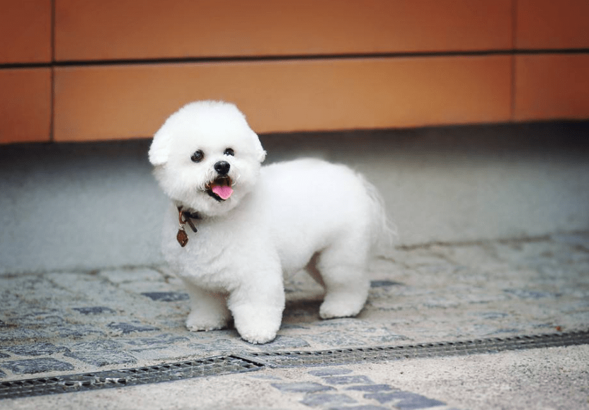 新手养狗,狗狗得了犬瘟热怎么治疗好