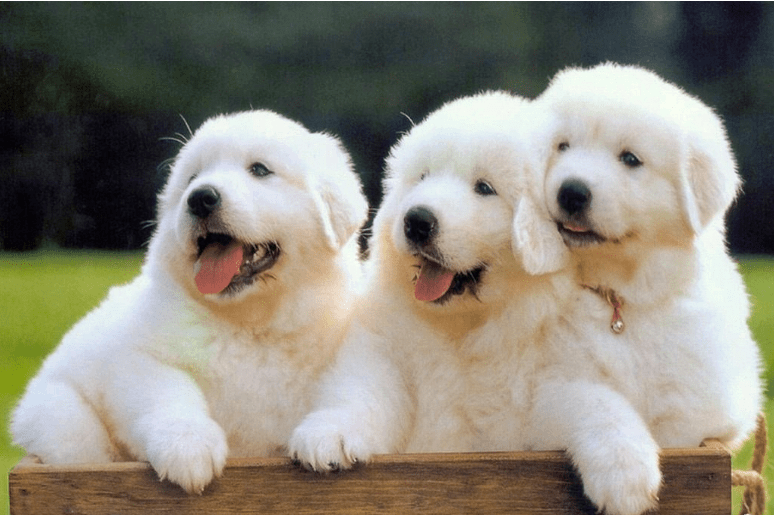 大白熊犬智商,不要被它的体型误解了