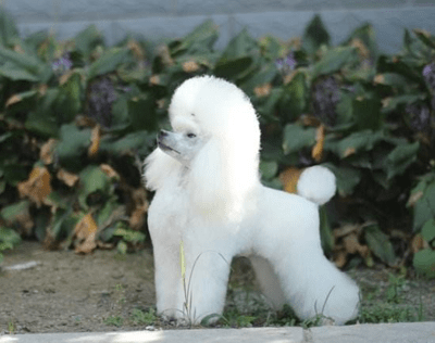 贵宾犬不吃狗粮怎么办?首先要先分析原因