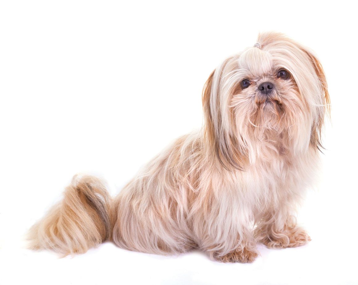 西施犬寿命？请珍惜你的爱宠