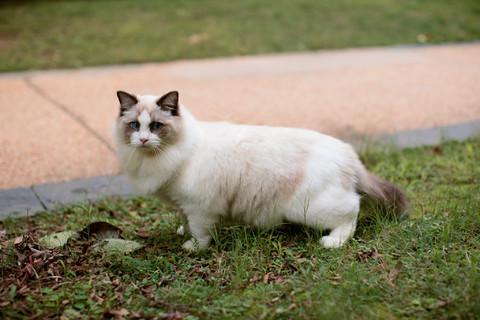 最新宠物的名字，总有你想要的