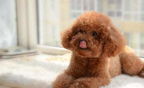 约克夏和泰迪哪个好?从这几个方面比较下就知道了