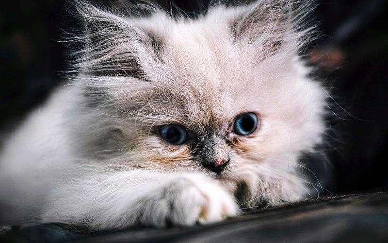 猫挑食怎么办