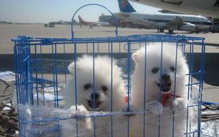 宠物怎么带回家,三大方法供你选择