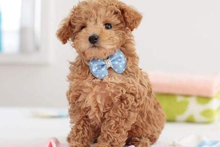 贵宾犬可以吃苹果吗？这些禁忌要记住了