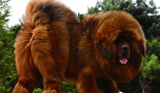 杜高犬和藏獒哪个厉害?藏獒的体型就胜了一半