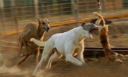 灵缇犬如何训练？这些小技巧你可了解