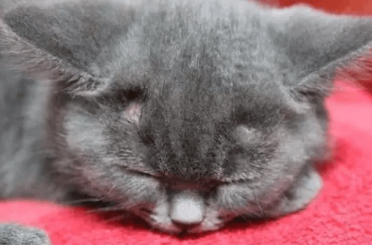 猫癣传染人什么症状，注意这几点