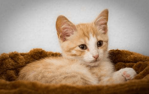 猫为什么喜欢吃鱼?是必然还是偶然?