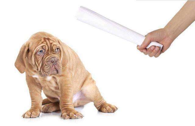 怎样训练狗狗大小便,快速有效的教程看这里