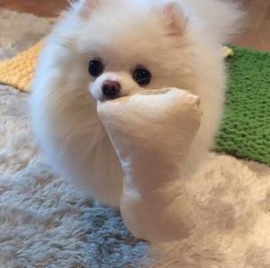 博美半夜叫不停怎么办?绝大部分是由于这个原因