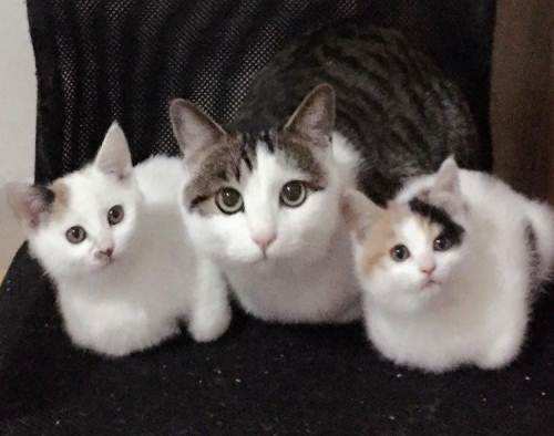 母猫绝育后多久能恢复,一周后又是你的小可爱