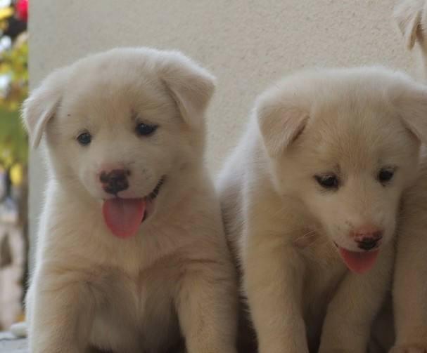 中华田园犬怎么养?最好养的狗没有之一