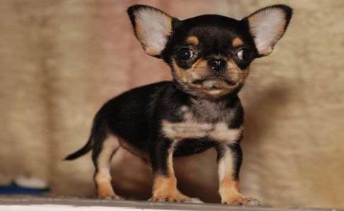 吉娃娃一般什么人养？当然是喜欢它的人养啊