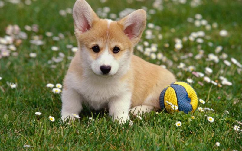 狗狗缺钙的症状,很明显的表现就是这些